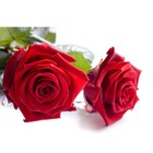 2 Red rose