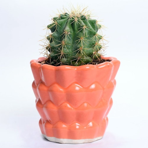 Buy Dessert king cactus