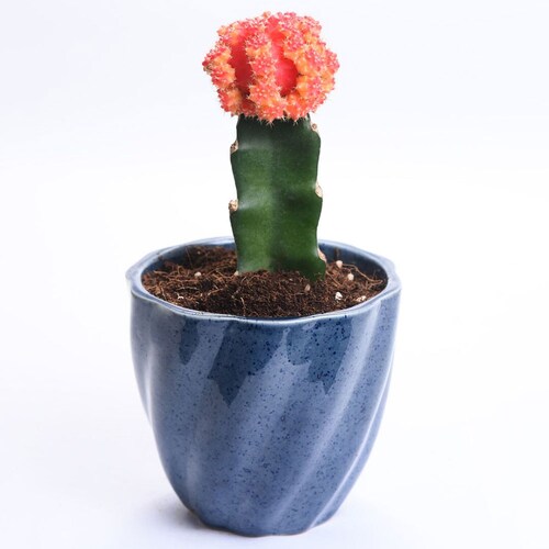 Buy Deep Blue Cactus