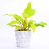 Buy Purest love philodendron golden