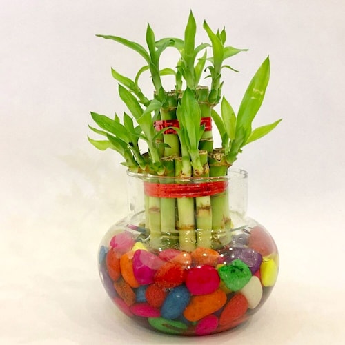 Buy Lucky Bamboo 2 Layer With Glass Matki