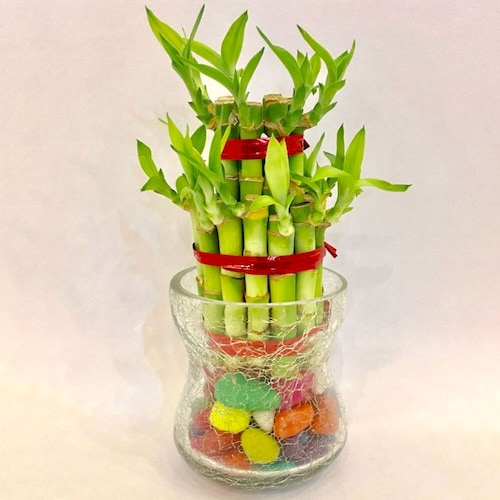 Buy Lucky Bamboo 2 Layer With Long Glass Pot