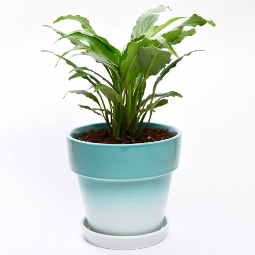 Buy Spathiphyllum with Greenish shade