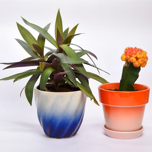 Buy Combo with Tradescantia and Cactus