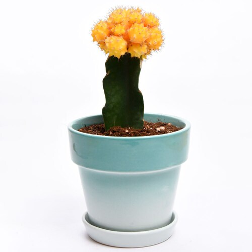 Buy Cactus smarty Greensish