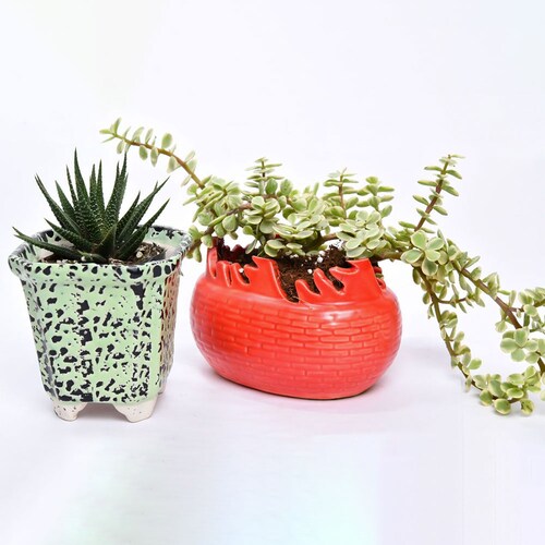 Buy Combo with Succulent and Jade Plant