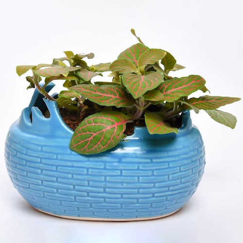Buy Fittonia Pink