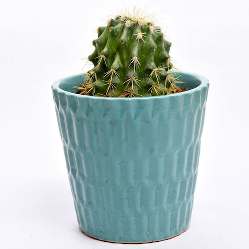 Buy Cactus smarty bluish