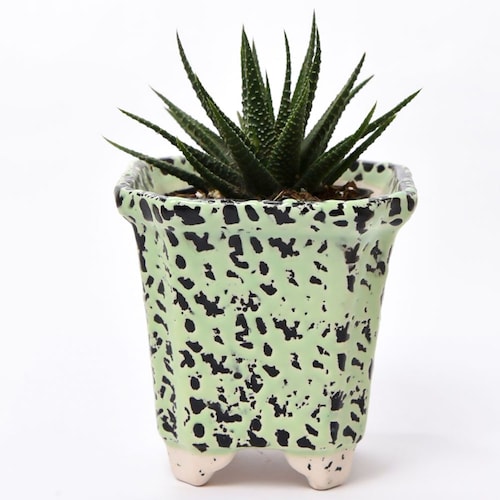 Buy Succulent plant with lots of joy