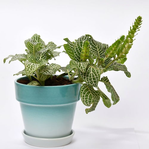 Buy Fittonia with Green Finish