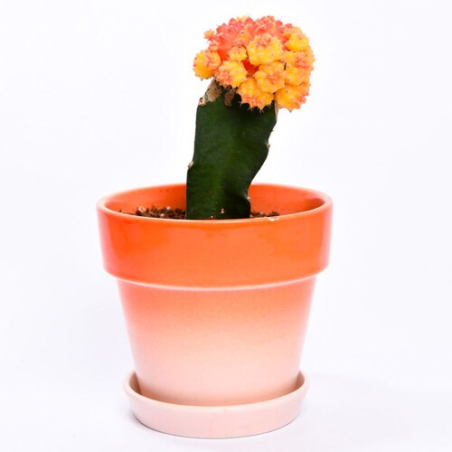 Buy Tangy Orange Cactus