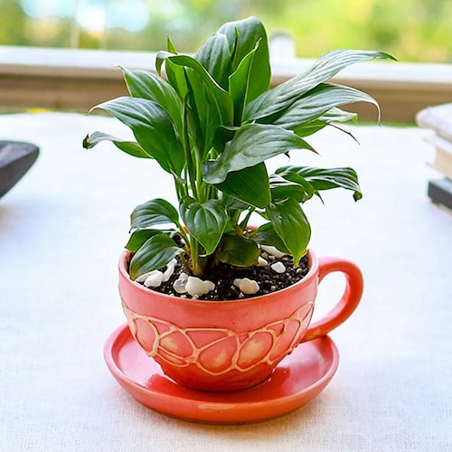 Buy Adorable Peace Lily