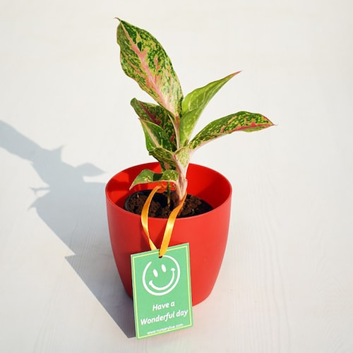 Buy Aglaonema Butterfly Manis for Wonderful Day