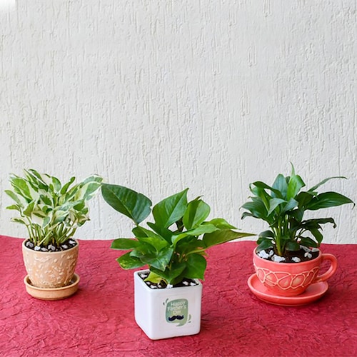 Buy Air Purifying Indoor Garden for Energetic Father