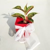 Buy Awesome Aglaonema Butterfly Manis