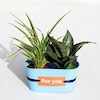 Buy Best Indoor Chlorophytum and Sansevieria Plant
