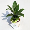 Buy Brighten Your Day with Peace Lily in Ceramic Pot
