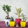 Buy Charming Indoor Plants