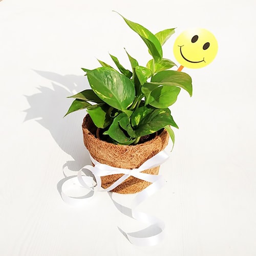 Buy Eco friendly Green Money Plant with Smiley