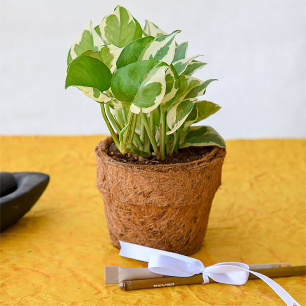 Philodendron Oxycardium Variegated with black ceramic pot - Gift Set –  Gardengram