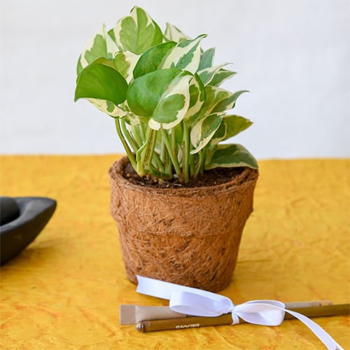 Buy Eco Friendly Money Plant Prince with Pen and Pencil in Coir Pot