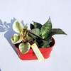 Buy Enjoy Peperomia and Sansevieria Plant Garden