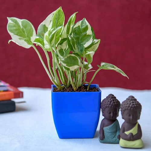 Buy Gift Blessings of Buddha with Money Plant