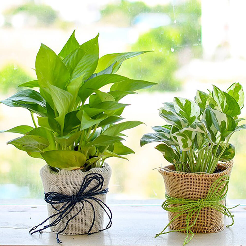 Eco friendly Green Money Plant with Smiley | Winni.in