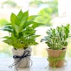 Buy Magnificent Money Plants in Jute wrap for Happy Moments