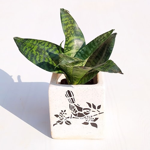 Buy Sansevieria trifasciata Hahnii Snake Plant in Ceramic Pot