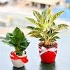 Buy Evergreen Indoor Plant Pack