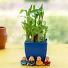Buy Alluring Lucky Bamboo for AC Office Desk