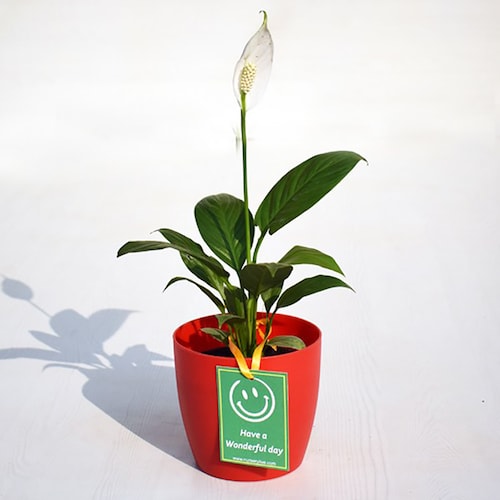 Buy Peace Lily for  Wonderful Day