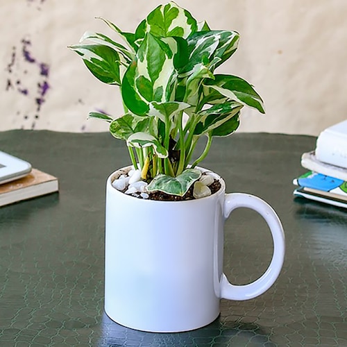 Buy Refreshing Money Plant Mug