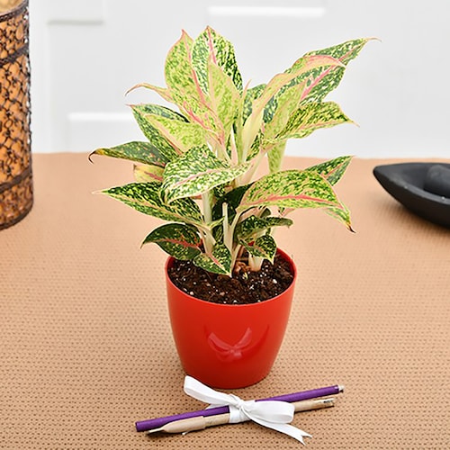 Buy Aesthetic Aglaonema for Workaholic Father