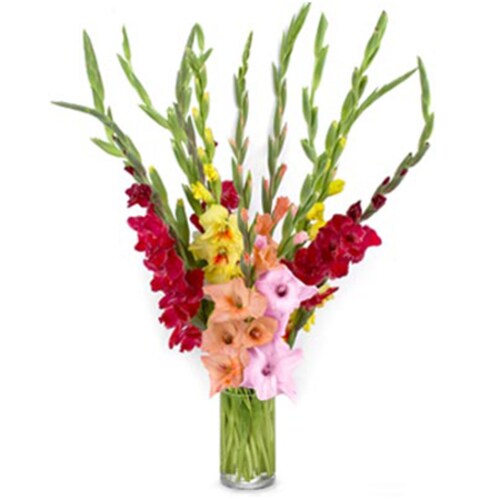 Buy Gladiolus Bouquet
