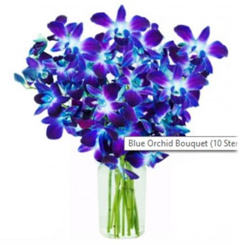 Buy Blue Orchid