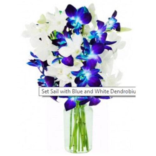 Buy Blue and white Orchid
