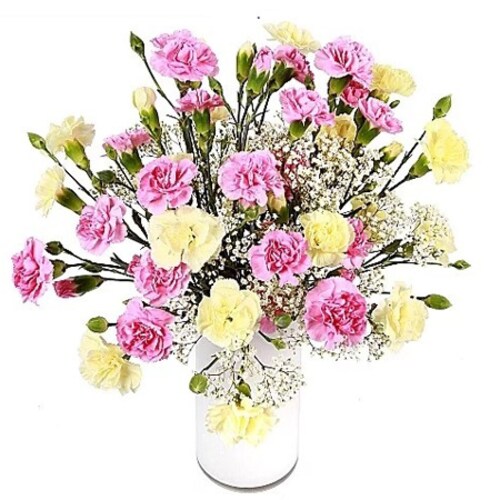 Buy Delightful Carnations