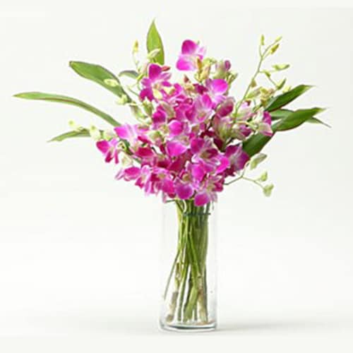 Buy Orchid Flowers