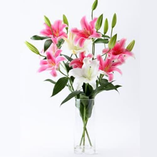 Buy Oriental Lily