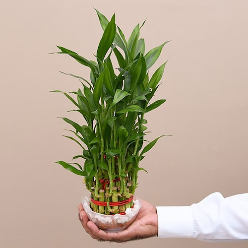 Buy 3 Layer Lucky Bamboo Plant in a Bowl