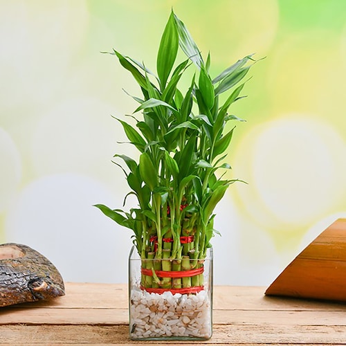 Buy 3 Layer Lucky bamboo in Glass Vase