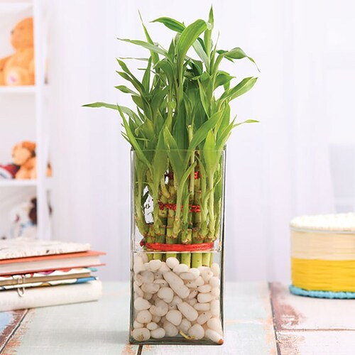 Buy Bamboo in a Glass Vase with Pebbles