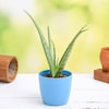 Buy Aloe Vera  Gift Plant