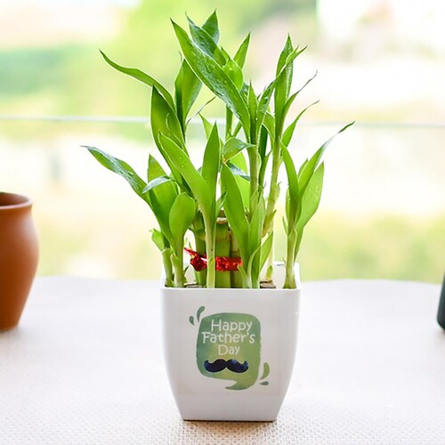 Buy Lucky Bamboo for Happy Fathers Day