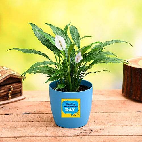 Buy Peace Lily for Wonderful Day