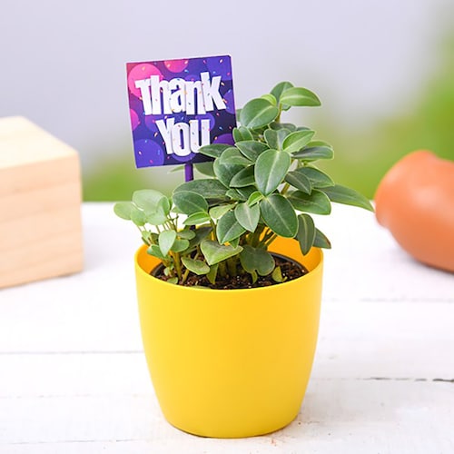 Buy Say thank you with Peperomia