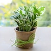 Buy Good Luck Money Plant with a Jute wrap