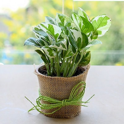 Good Luck Money Plant with a Jute wrap